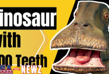 what dinosaur has 500 teeth