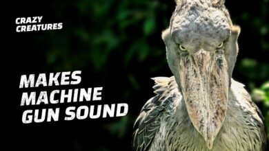 shoebill stork sound