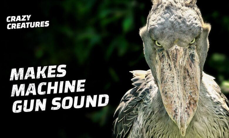 shoebill stork sound